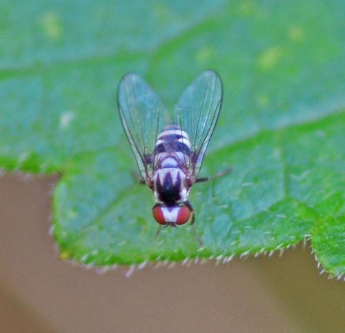 Polyporivora ornata